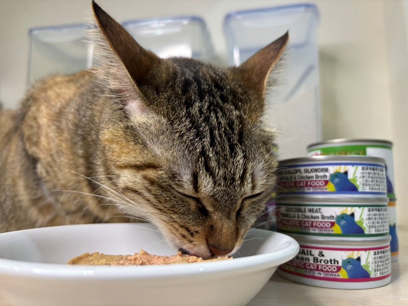 女人知己試用大隊,口碑行銷,部落客行銷,PURRFACT 波菲特貓用主食罐,主食罐,PURRFACT波菲特,貓主食罐,貓罐,PURRFACT波菲特貓用主食罐,魚肉蔓越莓主食罐,鮮嫩雞主食罐,鹿肉雞肉主食罐,牛肉鵪鶉貓主食罐,干貝蠶蛹配方,鱷魚肉白木耳配方,雞肉魚肉配方,安心鶉配方,評價,體驗,適口性佳,心得,成貓適用,高齡貓適用,質地是慕絲狀
